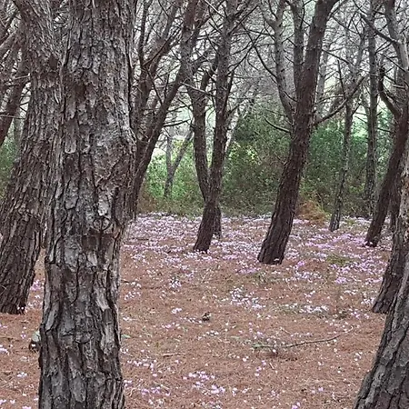 Finestra Sul Glicine